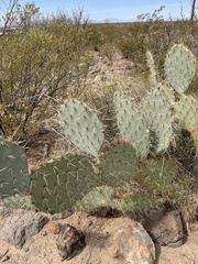 Opuntia arizonica