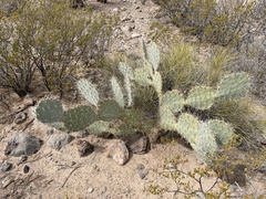 Opuntia arizonica