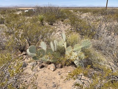 Opuntia arizonica