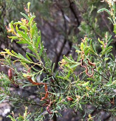 Acacia lineata