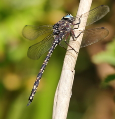 Austroaeschna parvistigma