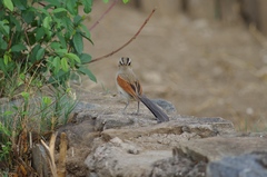 Tchagra australis