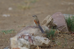 Tchagra australis