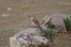 Tchagra australis