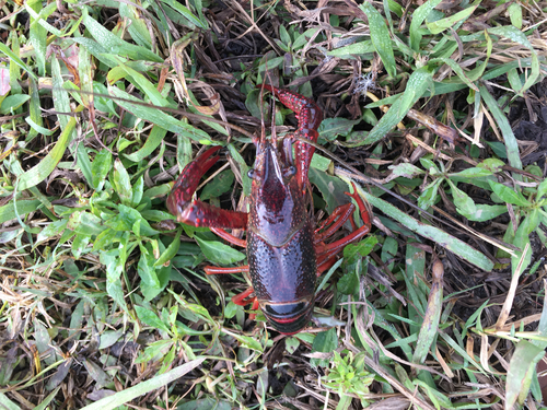 Red Swamp Crayfish, photo 9 of 9