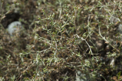 Ceratocarpus arenarius