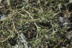 Ceratocarpus arenarius