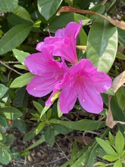 Rhododendron pulchrum phoeniceum