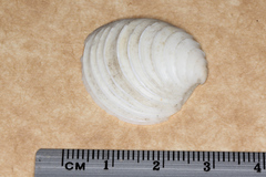 Placamen gravescens