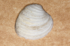 Placamen gravescens