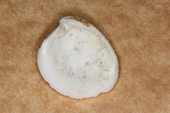 Placamen gravescens