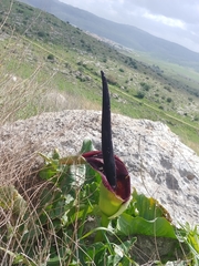 Arum palaestinum