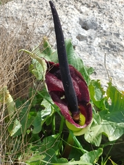 Arum palaestinum