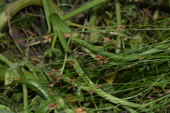 Ficinia fascicularis