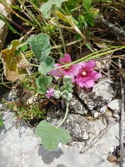 Alcea acaulis