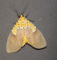 Asota speciosa