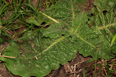 Nicotiana repanda