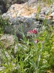 Helichrysum sanguineum