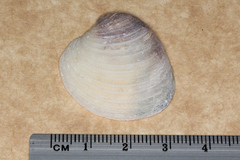Placamen gravescens