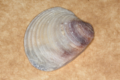 Placamen gravescens