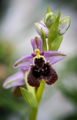 Ophrys bornmuelleri