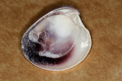 Placamen gravescens