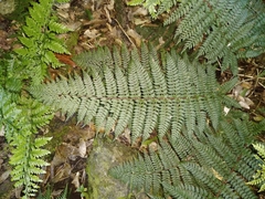 Polystichum silvaticum