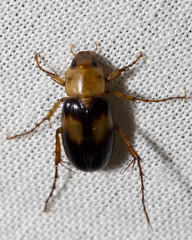 Phyllotocus bimaculatus