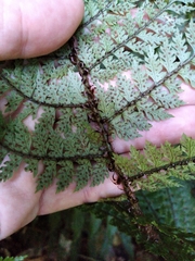 Polystichum silvaticum