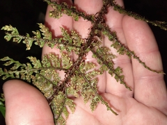 Polystichum silvaticum