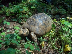 Testudo graeca