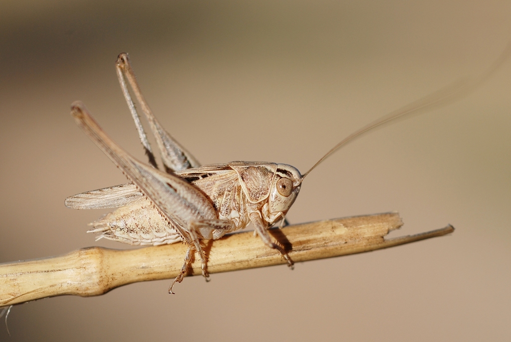 Brown-spotted Bush-cricket