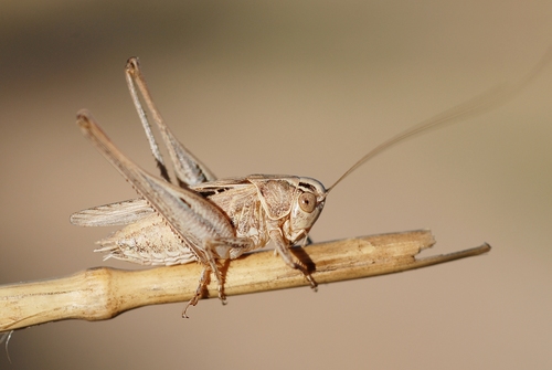 Brown-spotted Bush-cricket