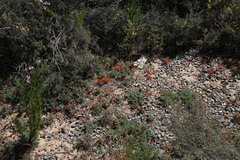 Indigofera burchellii