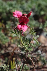 Indigofera burchellii
