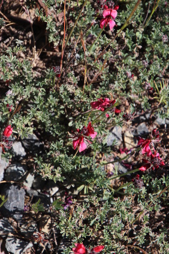 Image of Indigofera burchellii by (c) Tony Rebelo, some rights reserved (CC BY-SA)