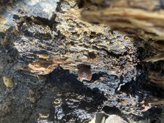 Helminthoglypta sequoicola