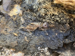 Helminthoglypta sequoicola