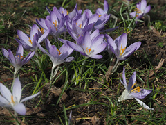 Crocus tommasinianus