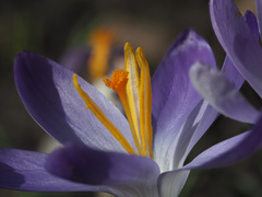 Crocus tommasinianus