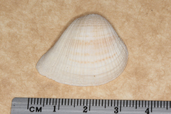 Anomalodiscus squamosus