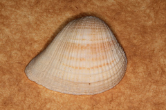 Anomalodiscus squamosus