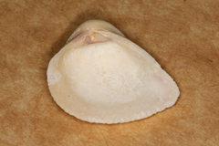 Anomalodiscus squamosus