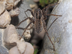 Pardosa monticola