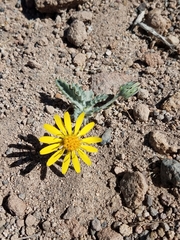 Trichocline caulescens