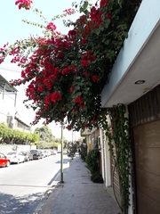 Bougainvillea