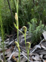 Pterostylis antennifera