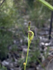 Pterostylis antennifera