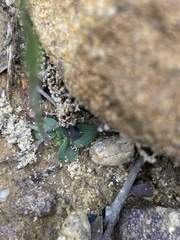 Pterostylis antennifera