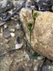 Pterostylis antennifera